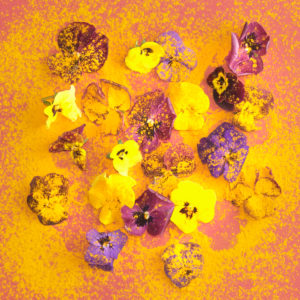 Arrangement with curcuma and eatable blossoms Arrangement with curcuma and eatable blossoms